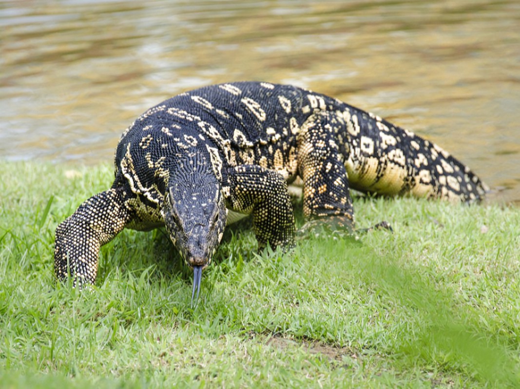 Asian Water Monitor in habitat